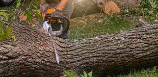 Best Tree Mulching  in Seaside Park, NJ