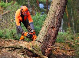 Professional Tree Removal in Seaside Park, NJ