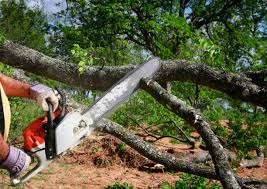 Best Root Management and Removal  in Seaside Park, NJ