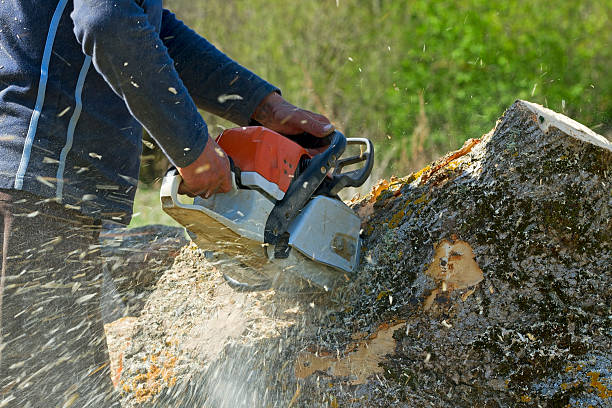 Best Tree Health Inspection  in Seaside Park, NJ