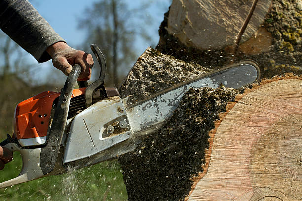 How Our Tree Care Process Works  in  Seaside Park, NJ